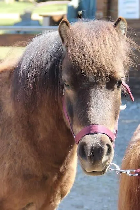 Gite Equestre En Provence Aux Pieds Des Alpilles Maillane Holiday home