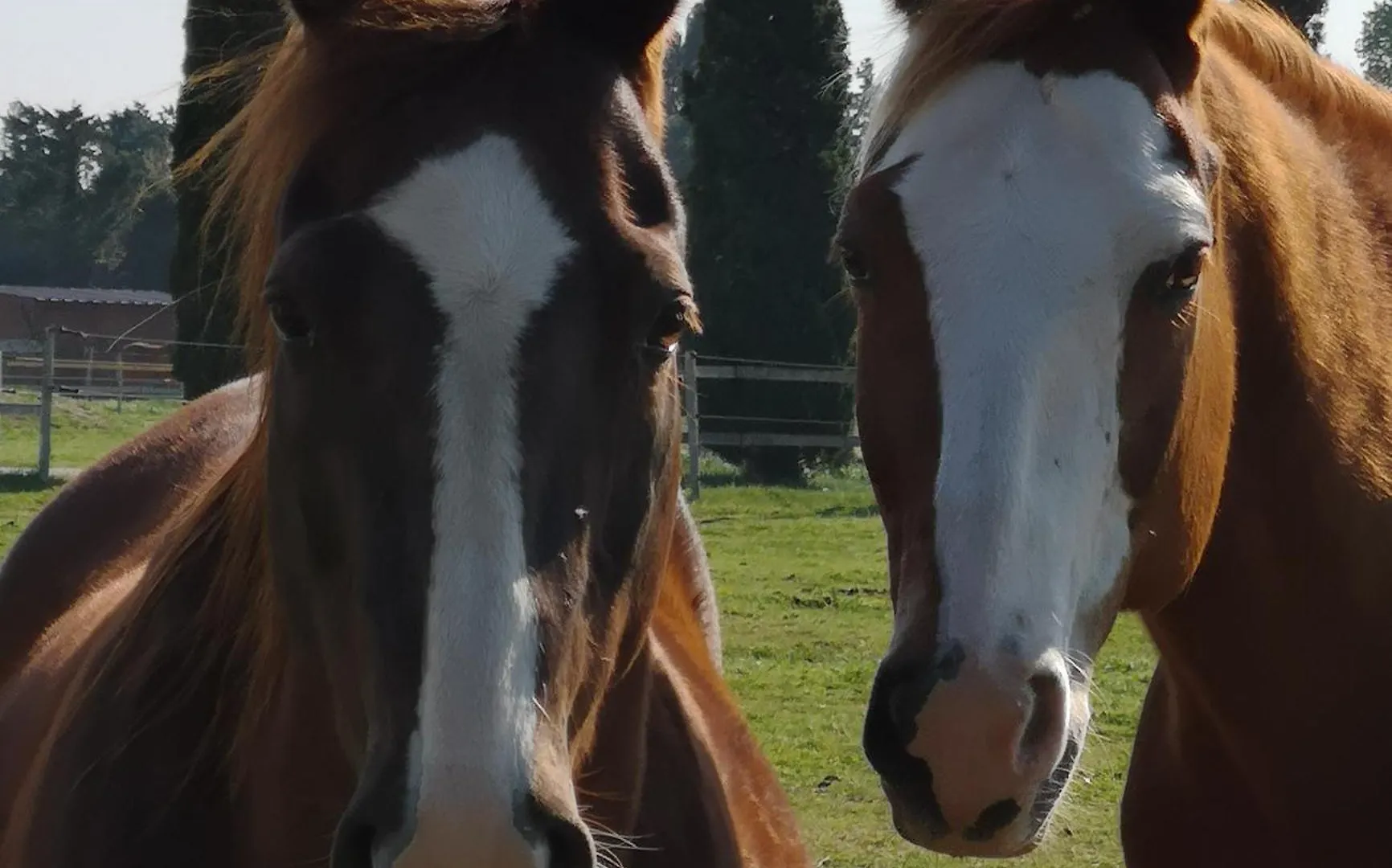 Gite Equestre En Provence Aux Pieds Des Alpilles Maillane 0*,  France